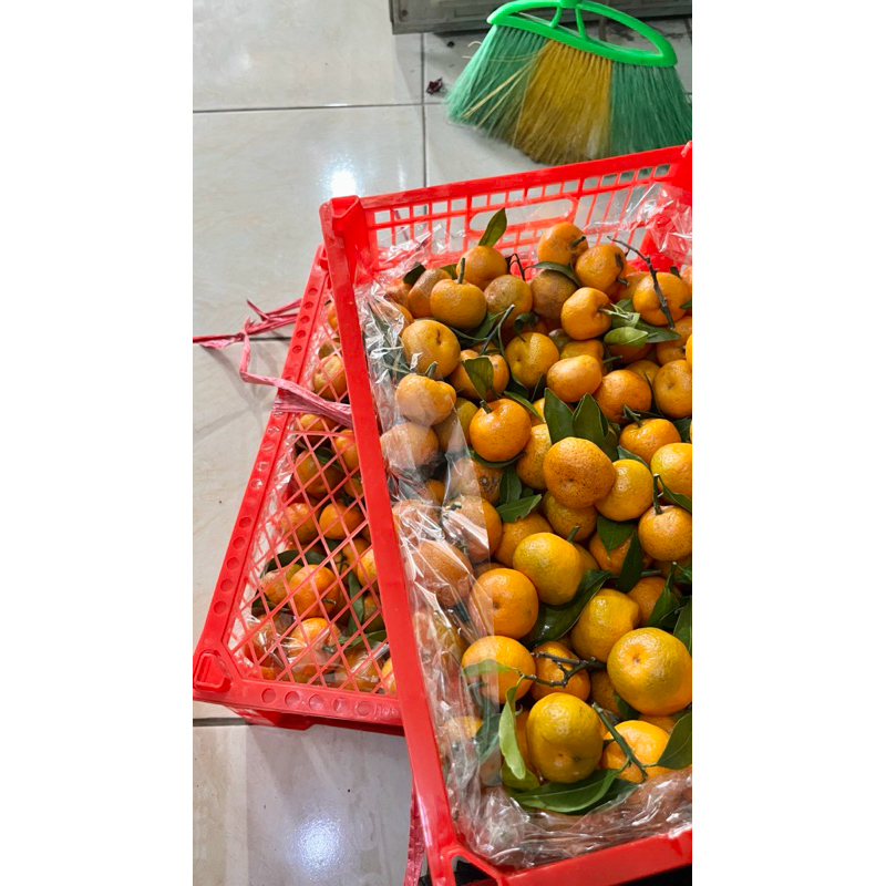 

jeruk santang daun