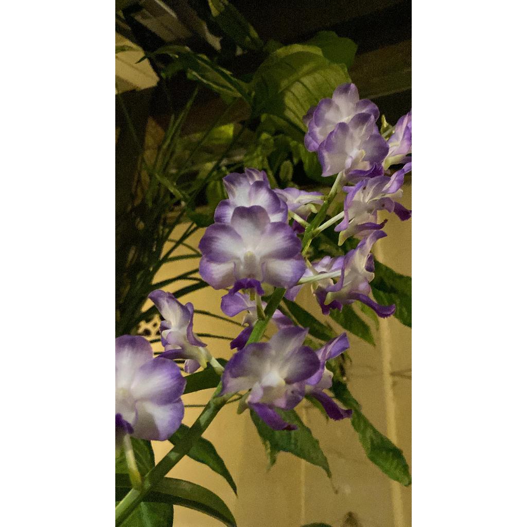 Vanda Sasicha x koki
