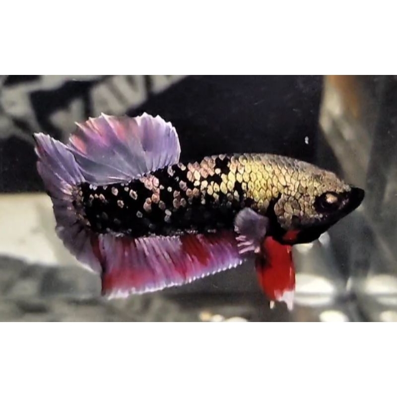 

CUPANG AVATAR RED CROM