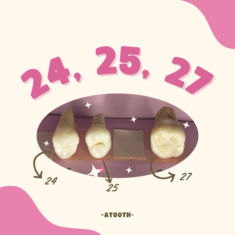 Unsur Gigi praktikum 24, 25, 27