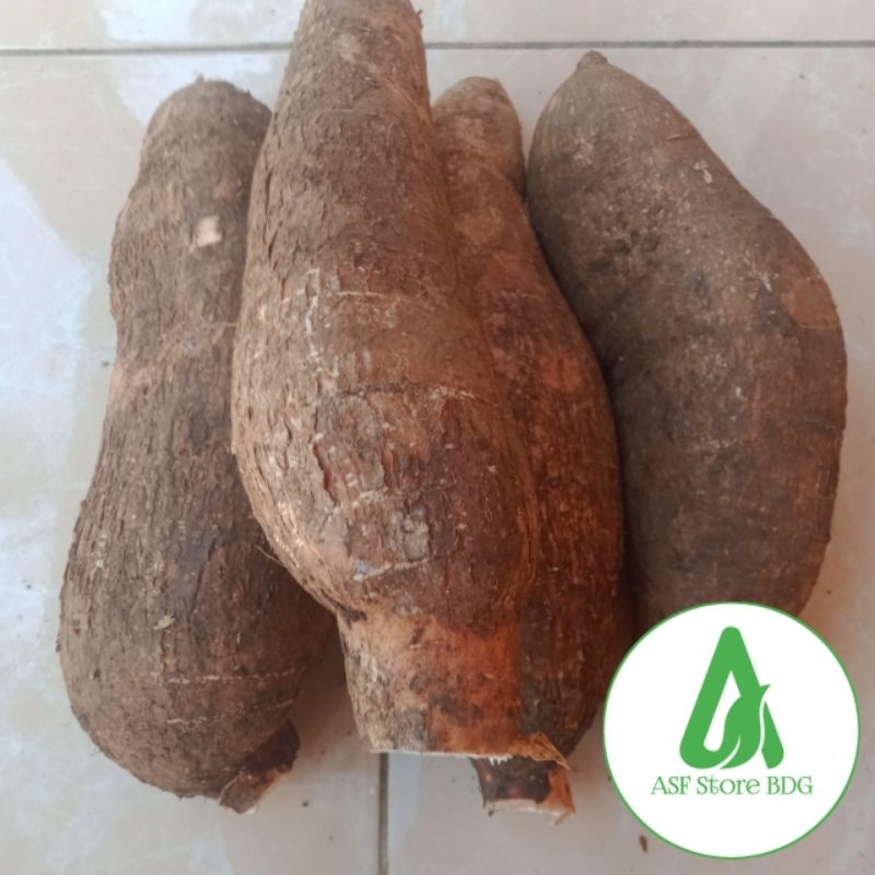 

Singkong Racun Sapi Kuru Fres Segar 1 Kg Dari Kebun