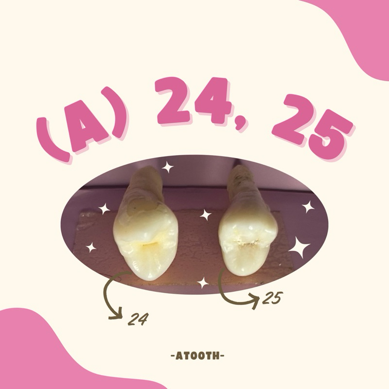 Unsur Gigi praktikum 24, 25