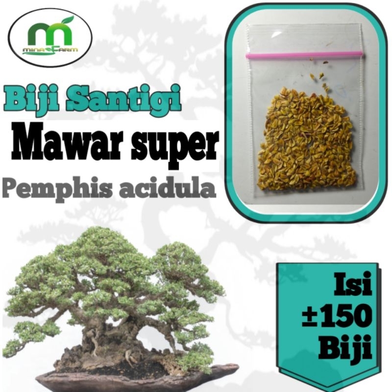 BIJI BAHAN BONSAI SANTIGI MAWAR SUPER ISI ±150 BIJI.