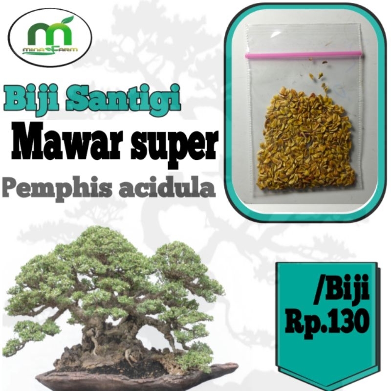 BIJI BAHAN BONSAI SANTIGI MAWAR SUPER /BIJI Rp103.