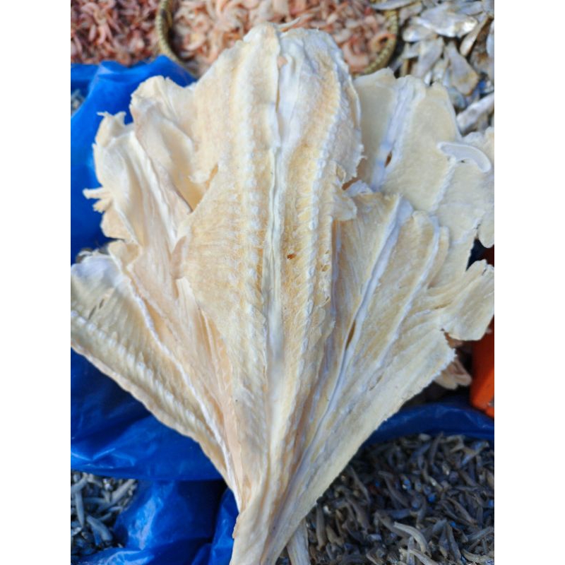 

Ikan Pari Tawar Pari Kipas Pari Tipis