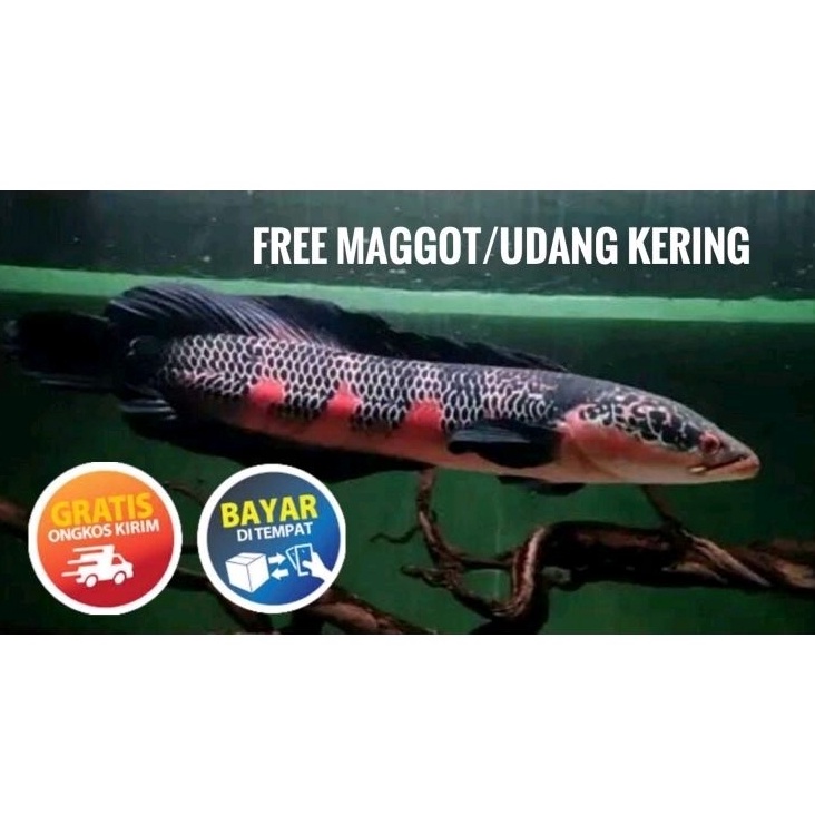 22PALING DICARI seafood RED BARITO GRADE A