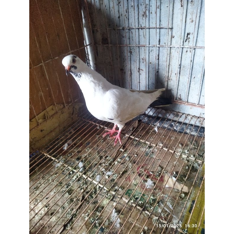 merpati hidup sehat prospek