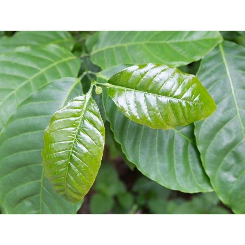 

daun kopi segar 500 gram