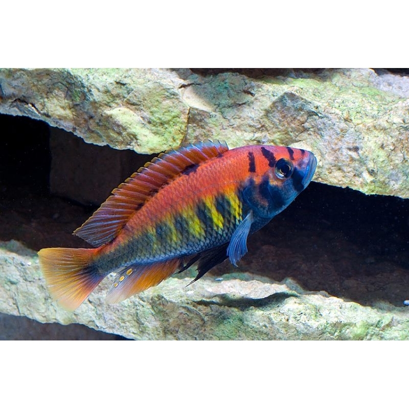 cichlid pundamilia nyererei 7-8cm