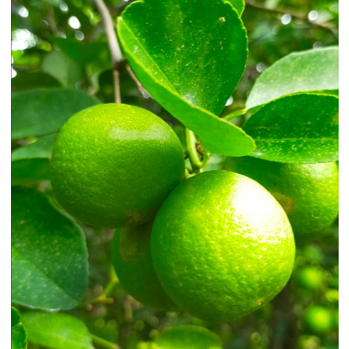 

JERUK NIPIS 1KG SEGAR DAN FRESH KEBUN