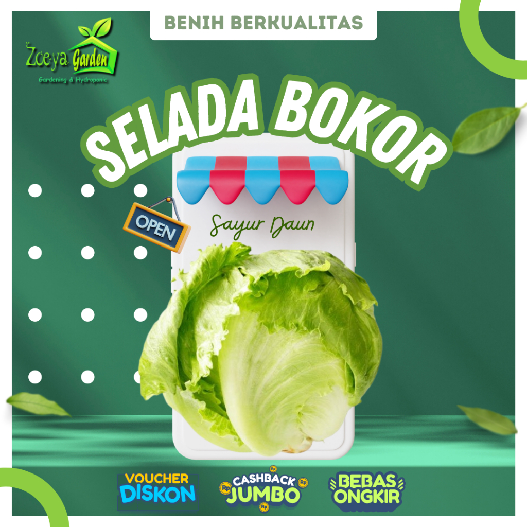 Biji / Benih / Bibit / Seed Selada Head Lettuce / Iceberg Lettuce / Selada Bokor Berkualitas