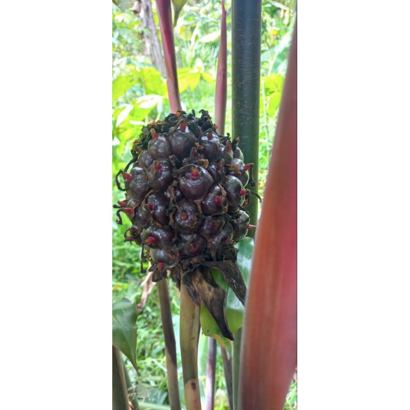 

Buah Kecombrang Merah/ Honje Laka Segare Per 1 kg