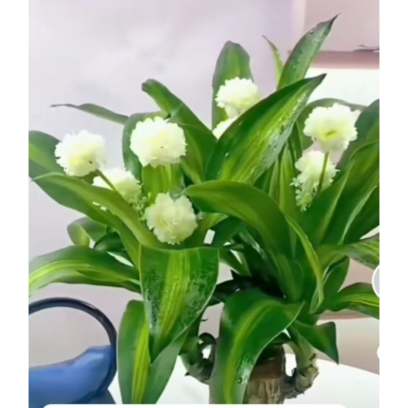 Hanjuang Bongsai Hanjuang Hijau