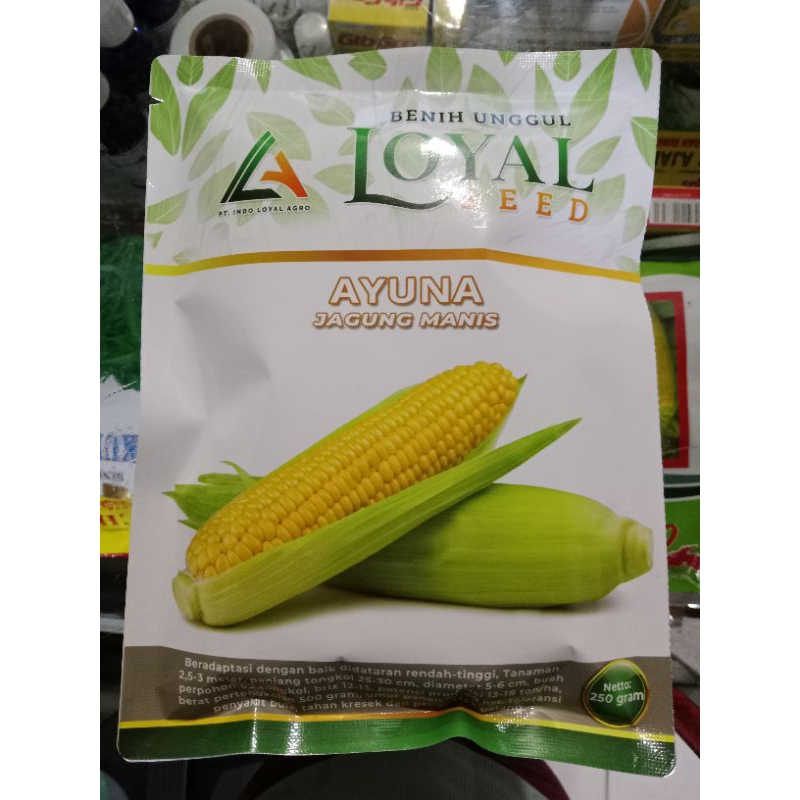 

Bibit jagung manis ayuna loyal 250gram original