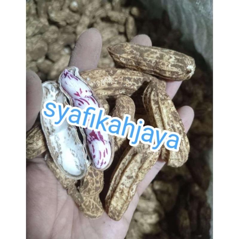 

kacang lurik batik tanah basah / kacang mentah 500gr, 1 kg