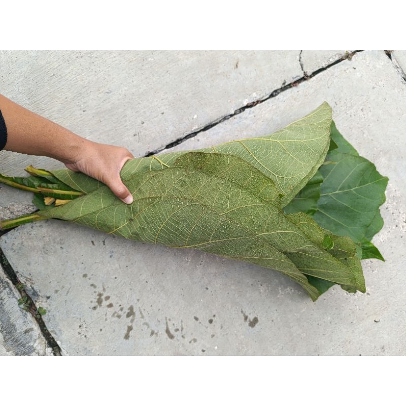 

Daun Jati Segar/ Fresh