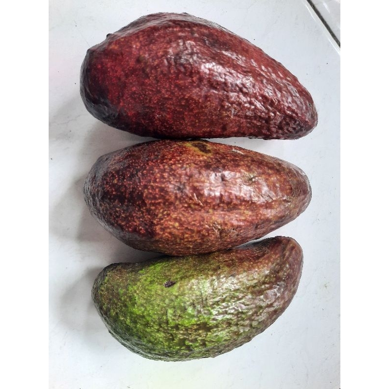 

Alpukat Mentega Premium
