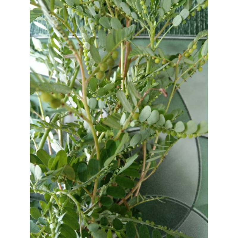 

Daun Meniran (Phyllanthus urinaria)