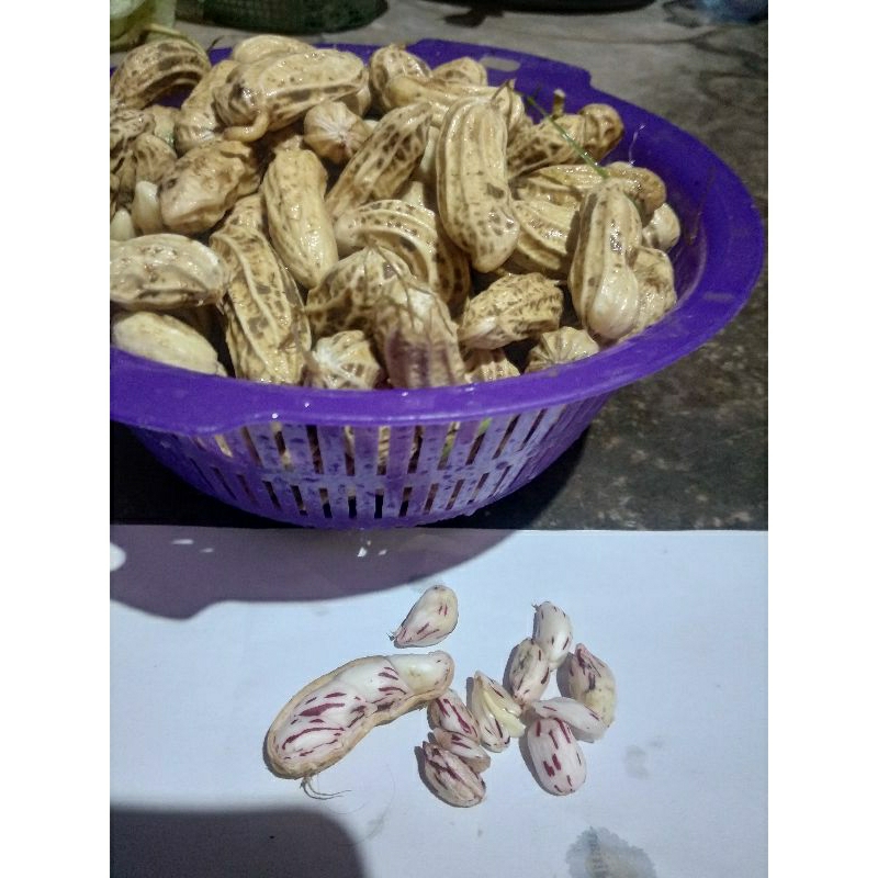 

kacang lurik madu manis 1KG