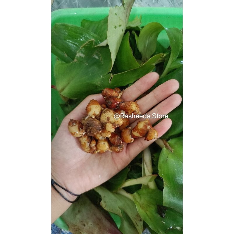 KENCUR SEGAR