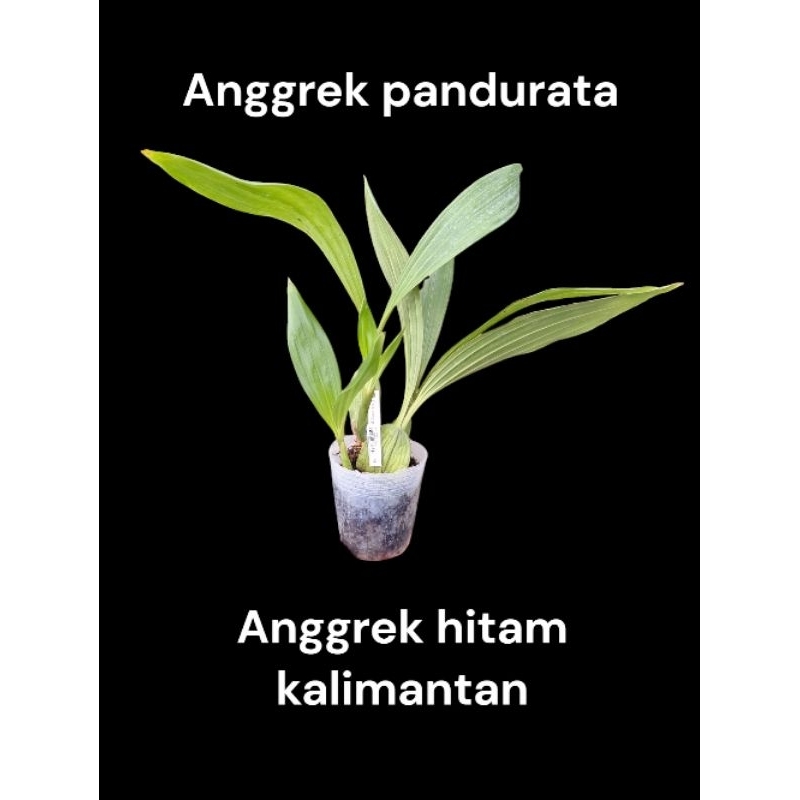 ceologyn pandurata (anggrek hitam kalimantan) kondisi dewasa
