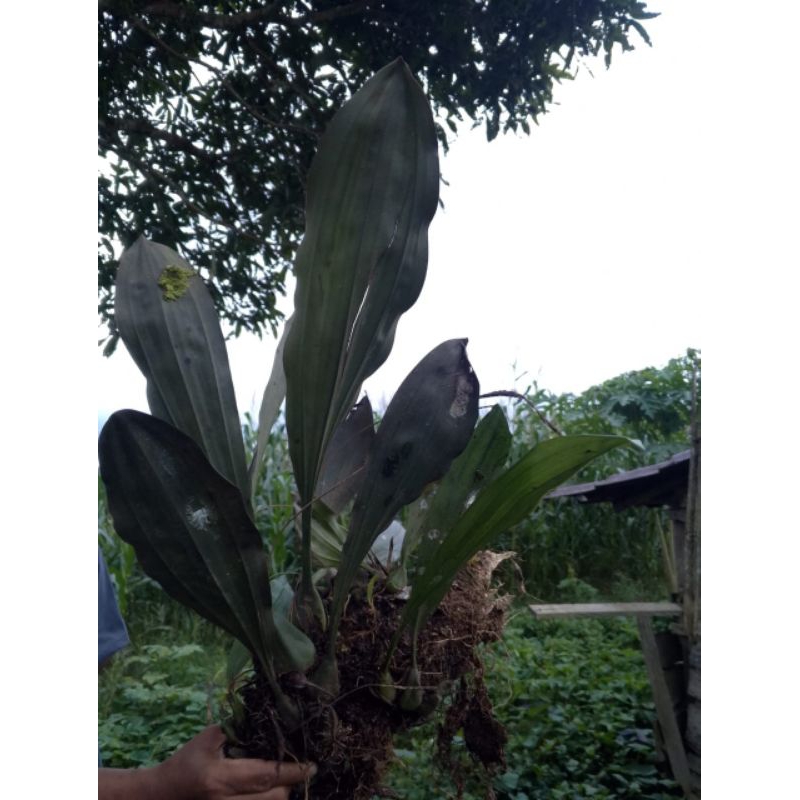 Tanaman Hias Anggrek Stanhopea tigrina Tanaman Hutan