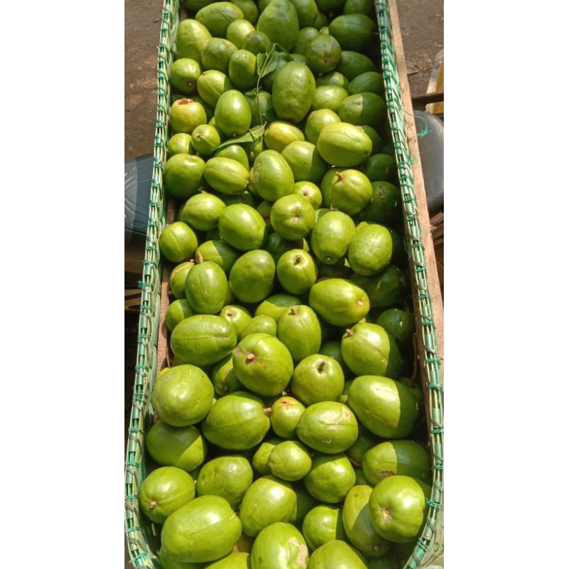 

Kedondong bangkok fresh isi 3-6