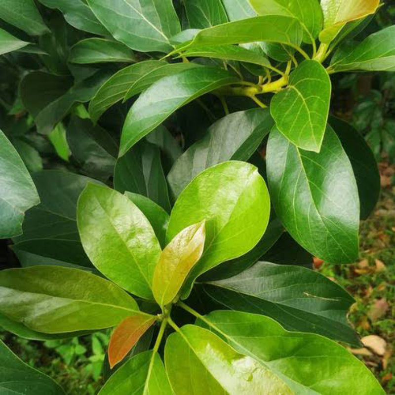

daun alpukat segar banyak manfaat 250 gram