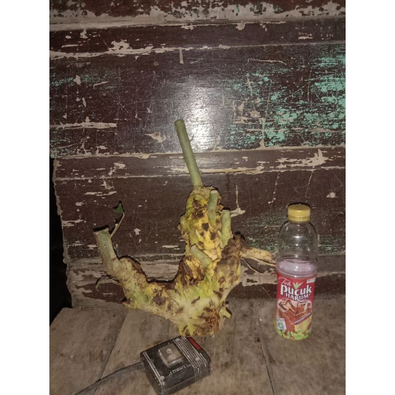 bahan bonsai serut dongkelan berkarakter tua dan unik