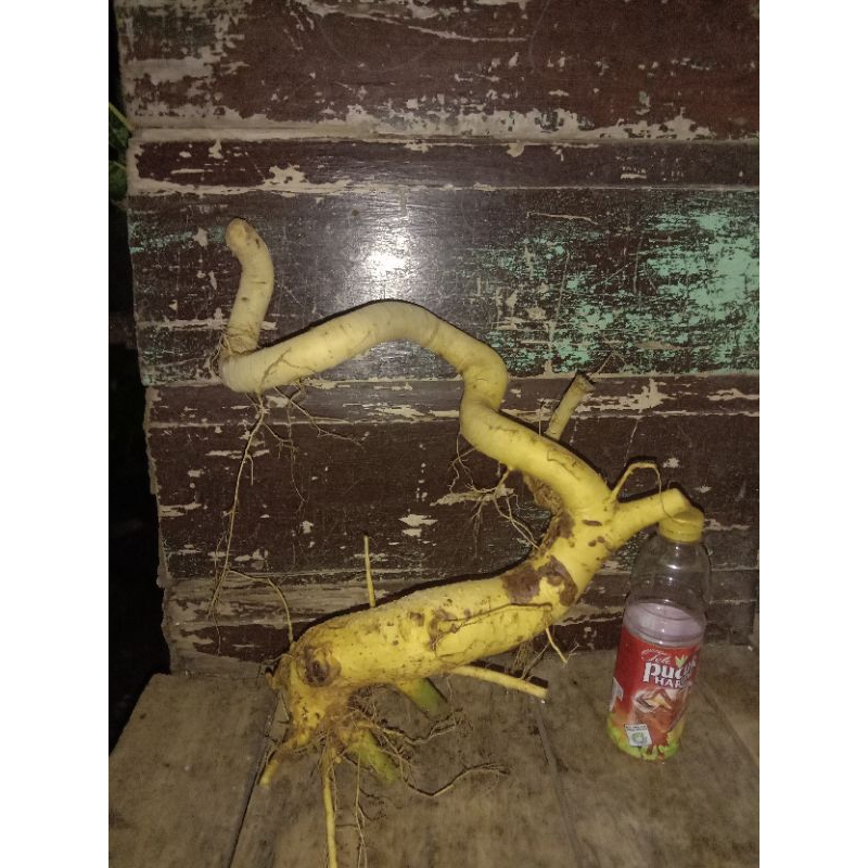 bahan bonsai serut dongkelan meliuk unik untuk tanam terbalik