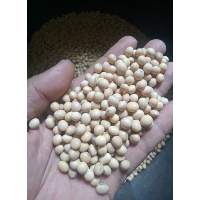 

Kacang kedelai impor kualitas super 5kg