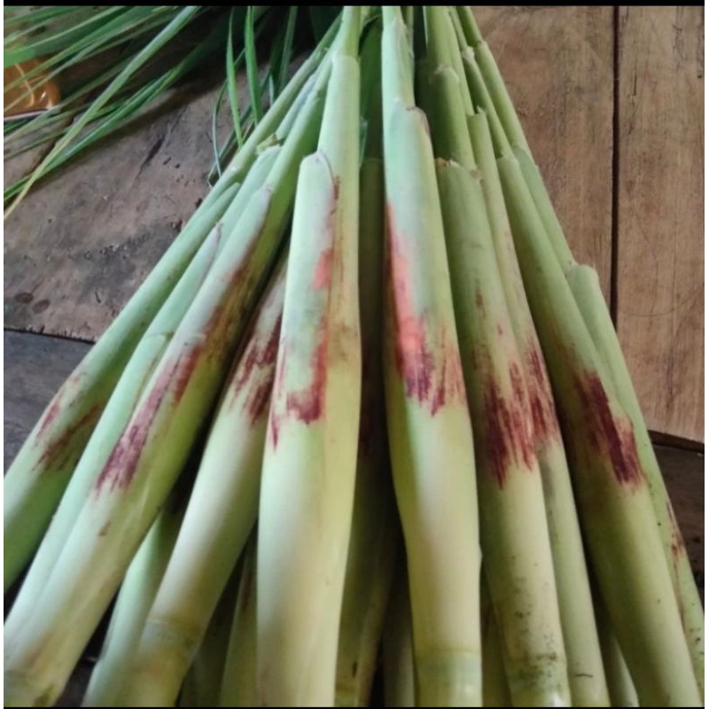 

TERUBUK SAYUR TEBU TELUR 1KG FRESH TERMURAH
