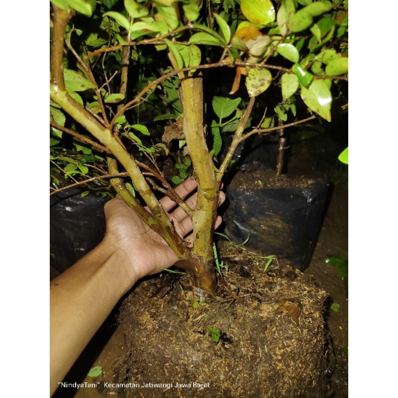 Bibit anggur brazil jenis sabara batang besar