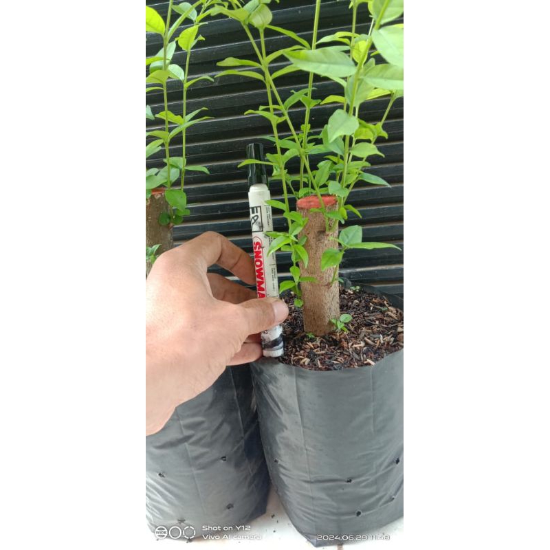 Anting Putri Cangkok