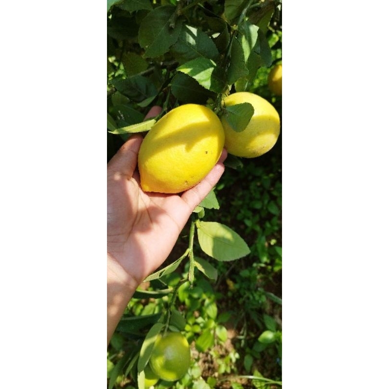 

jeruk lemon sigles lokal pujon malang berat 1 kg