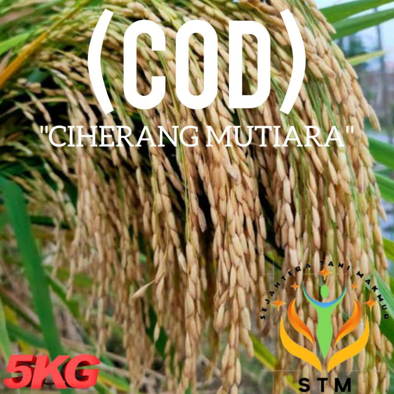 Ciherang Mutiara Benih Padi Super 5kg Kualitas Unggul