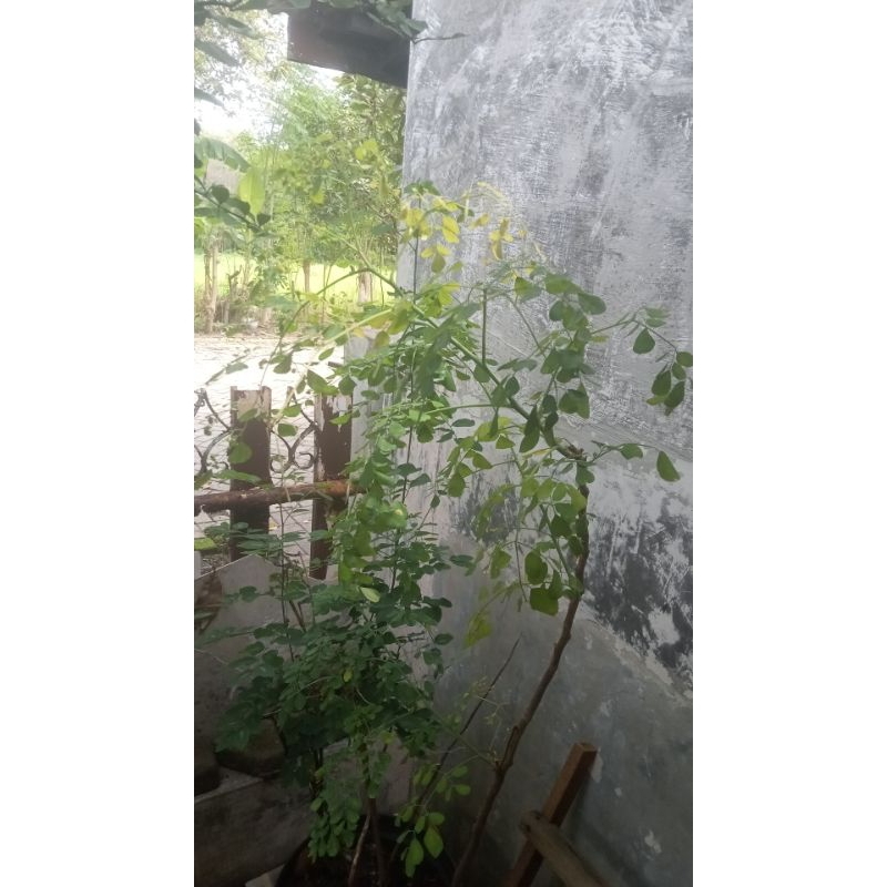 

Daun kelor segar 1kg