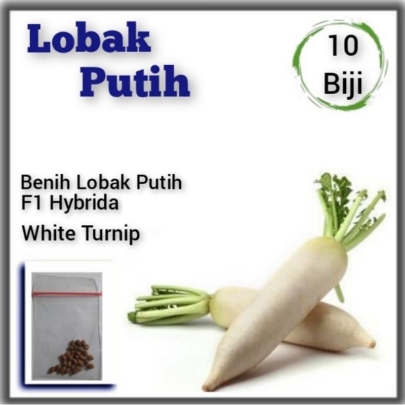Bibit Sayuran Benih Sayuran Lobak Putih F1 Hibrida