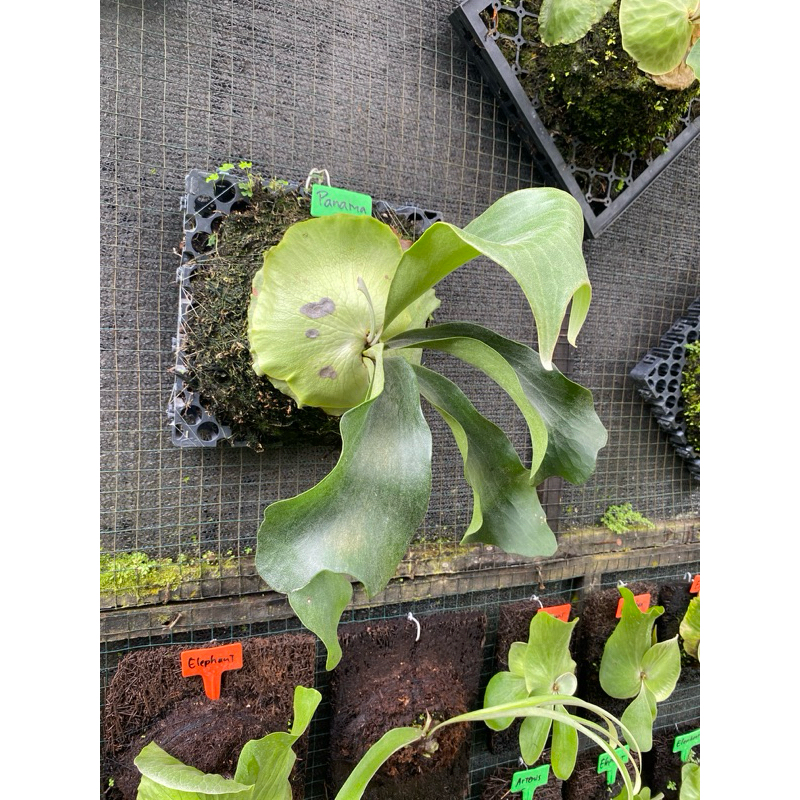 Platycerium Panama remaja