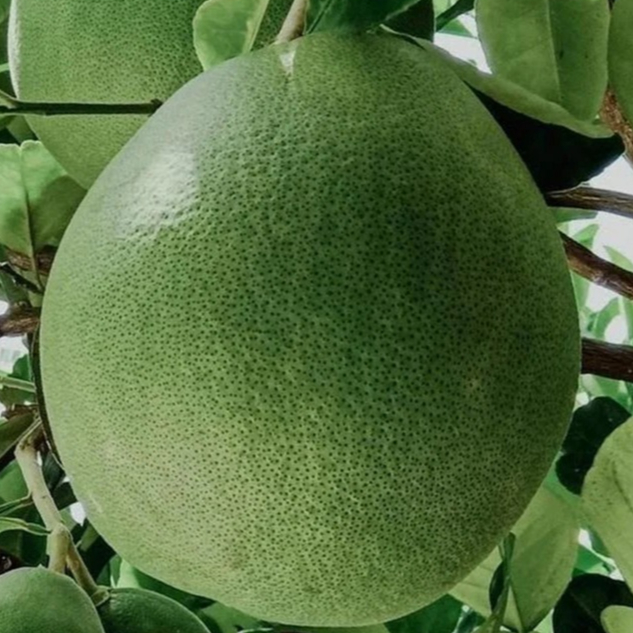 

Jeruk Bali Segar 1 Pcs