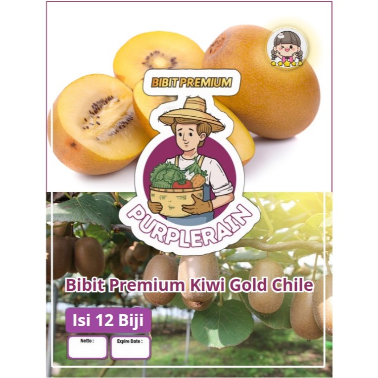 Bibit Premium Kiwi Gold Chile | Benih Kiwi Gold Chili | Bibit Kiwi Gold