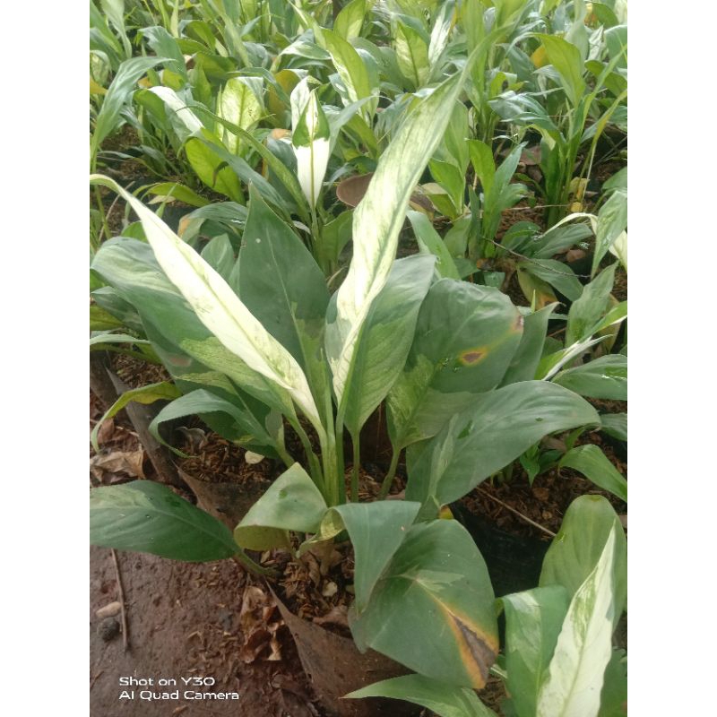 tanaman hias peach lily varigata