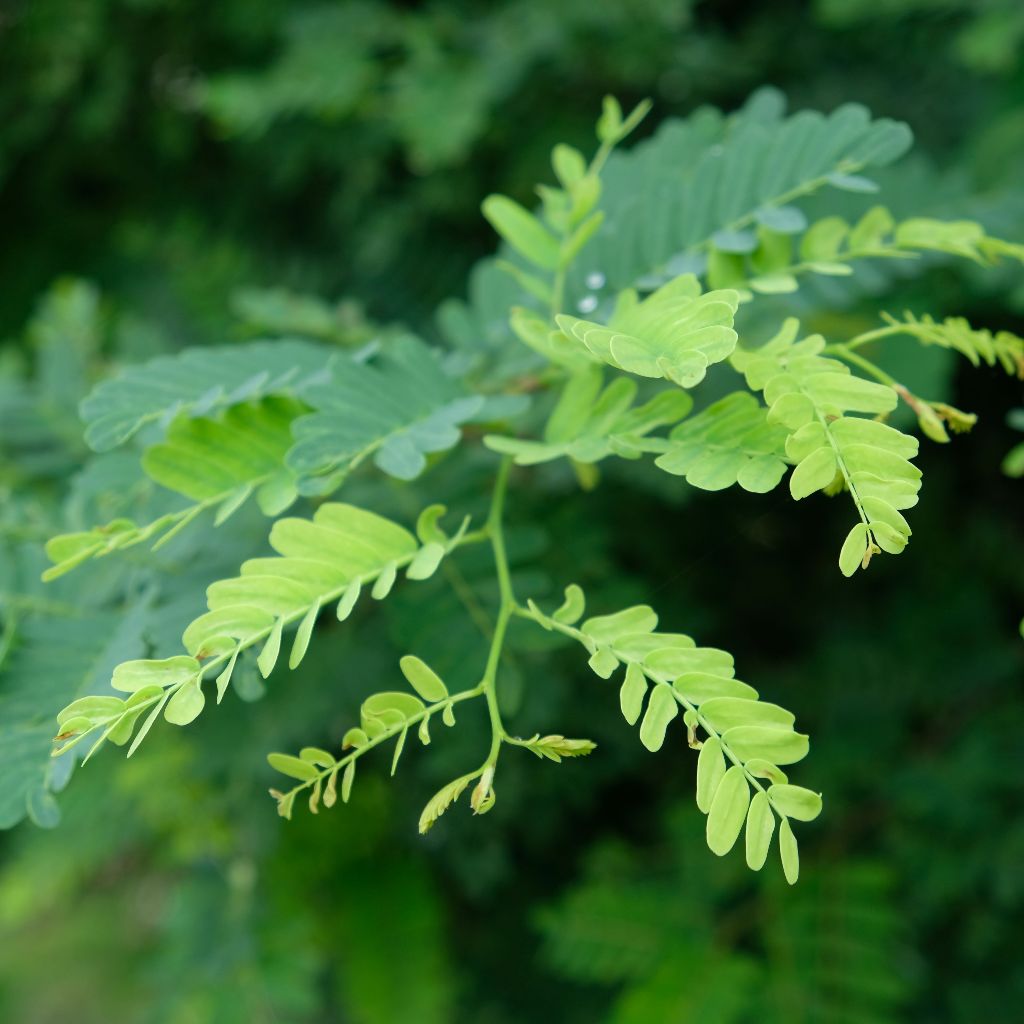 

Daun Sinom. Asam jawa. Dipetik ketika order