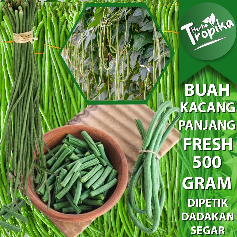 

Kacang Panjang Segar 500 gram Perikat toko herba tropika