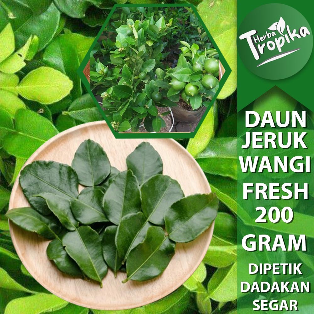 

Daun Jeruk Muda Wangi Segar Kemasan 200 gram toko herba tropika