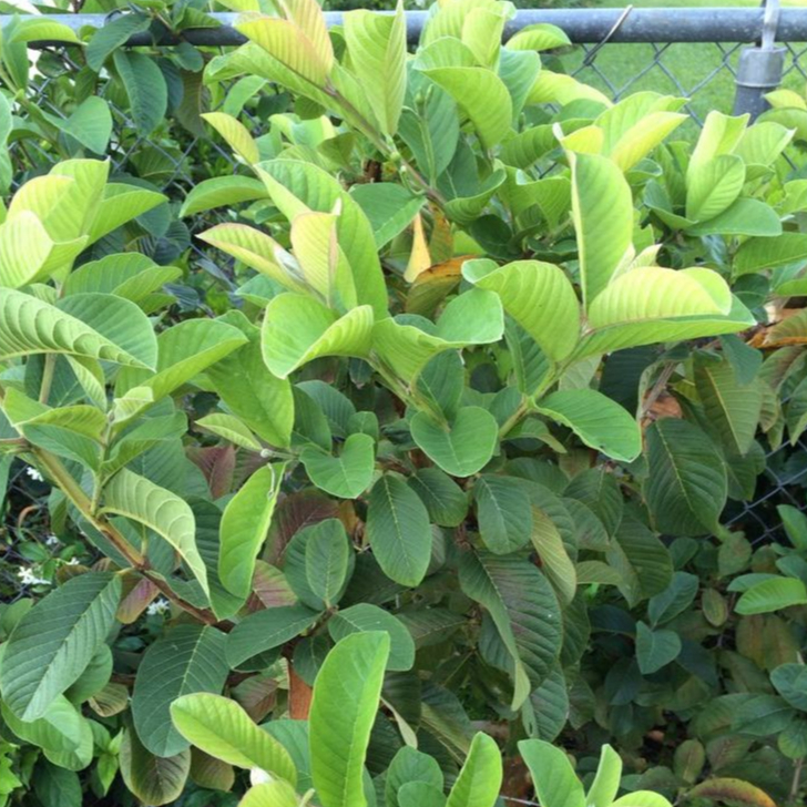 

Pucuk daun jambu biji (Psidium guajava)