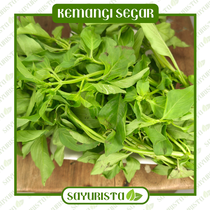

Kemangi Segar - Aroma Harum dan Segar dari Sayurista!