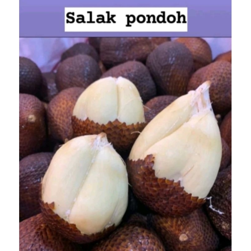 

SALAK PONDOH MANIS