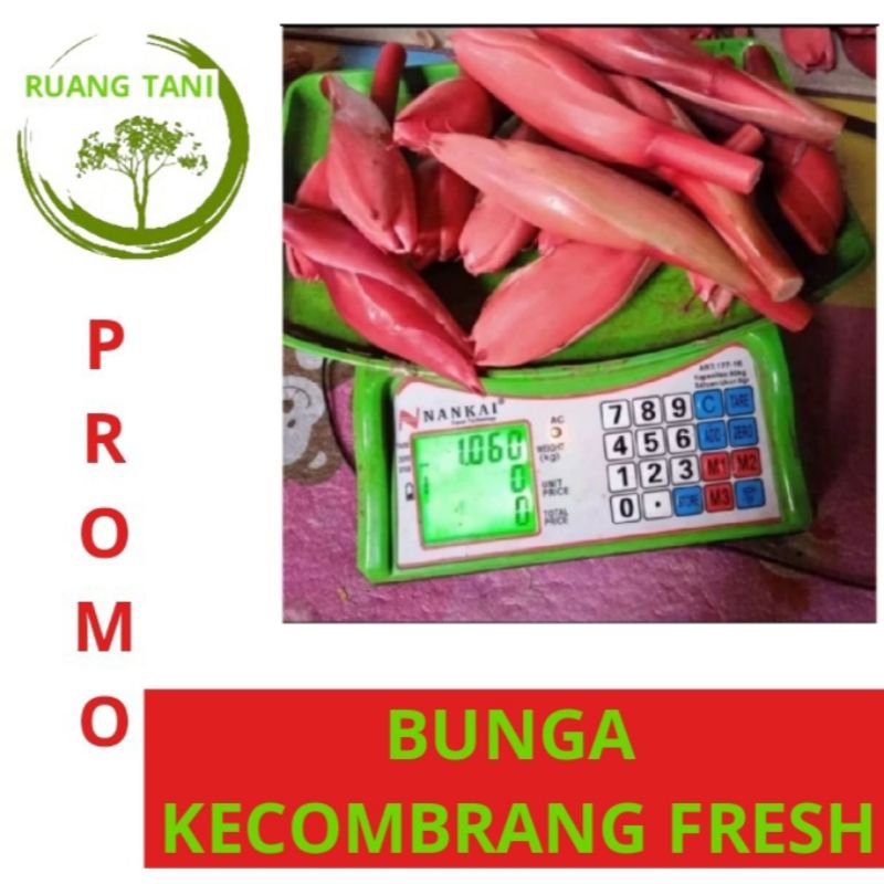 

BUNGA KECOMBRANG 1KG