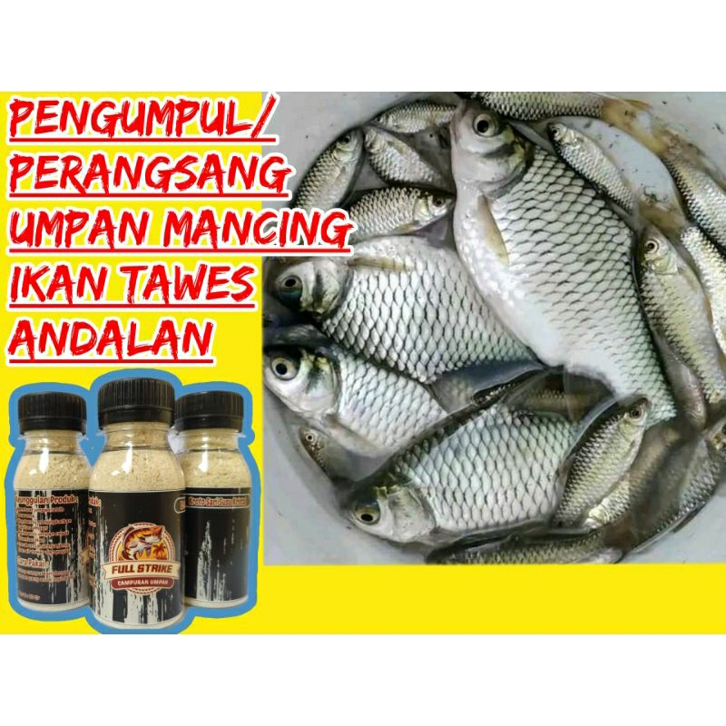 Bayar Di Tempat Umpan Khusus Mancing Ikan Tawes Paling Gacor